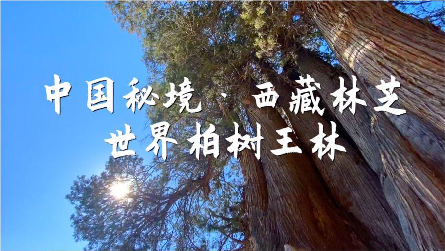 营救森林中的夫妇